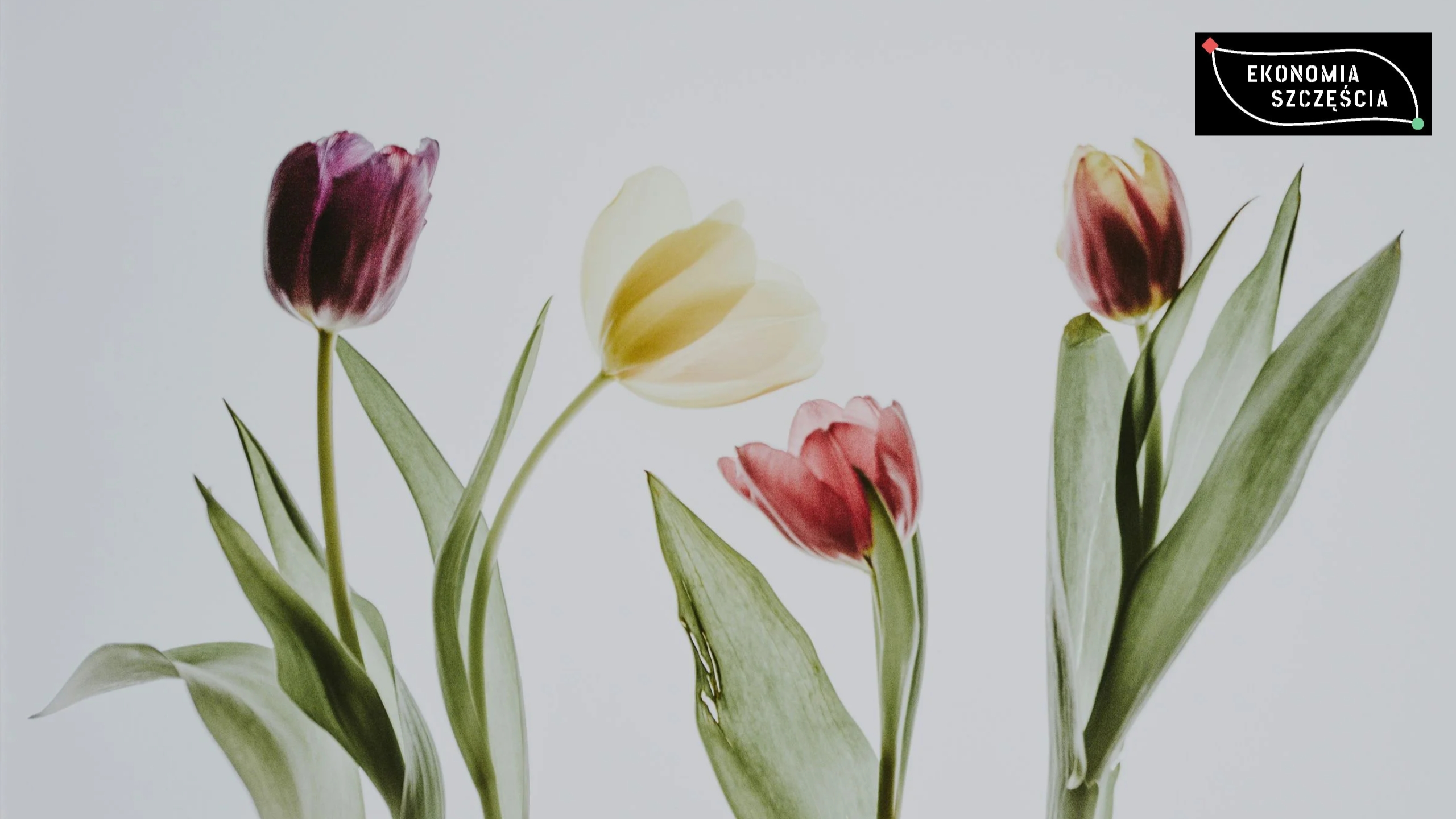 Czy to naprawdę Twoje marzenia? Lekcja z tulipanowej gorączki